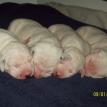 Newborn Puppies 2009